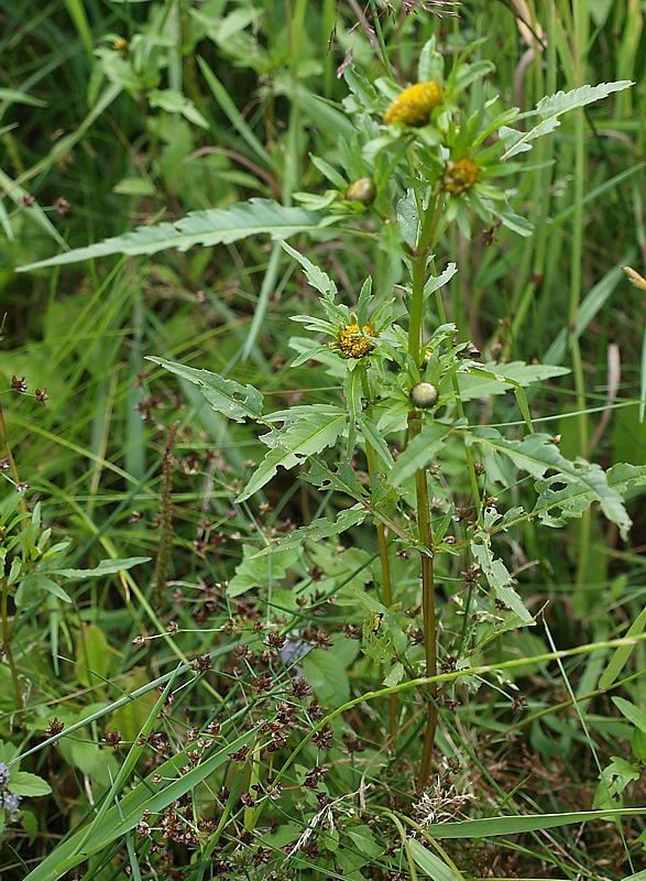 Изображение особи Bidens radiata.