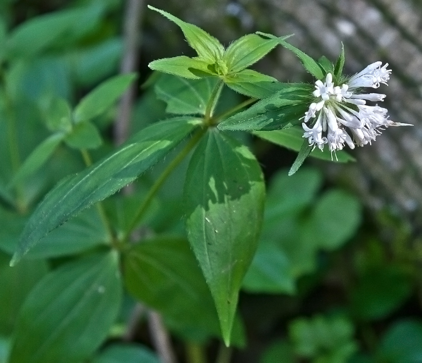 Изображение особи Asperula caucasica.