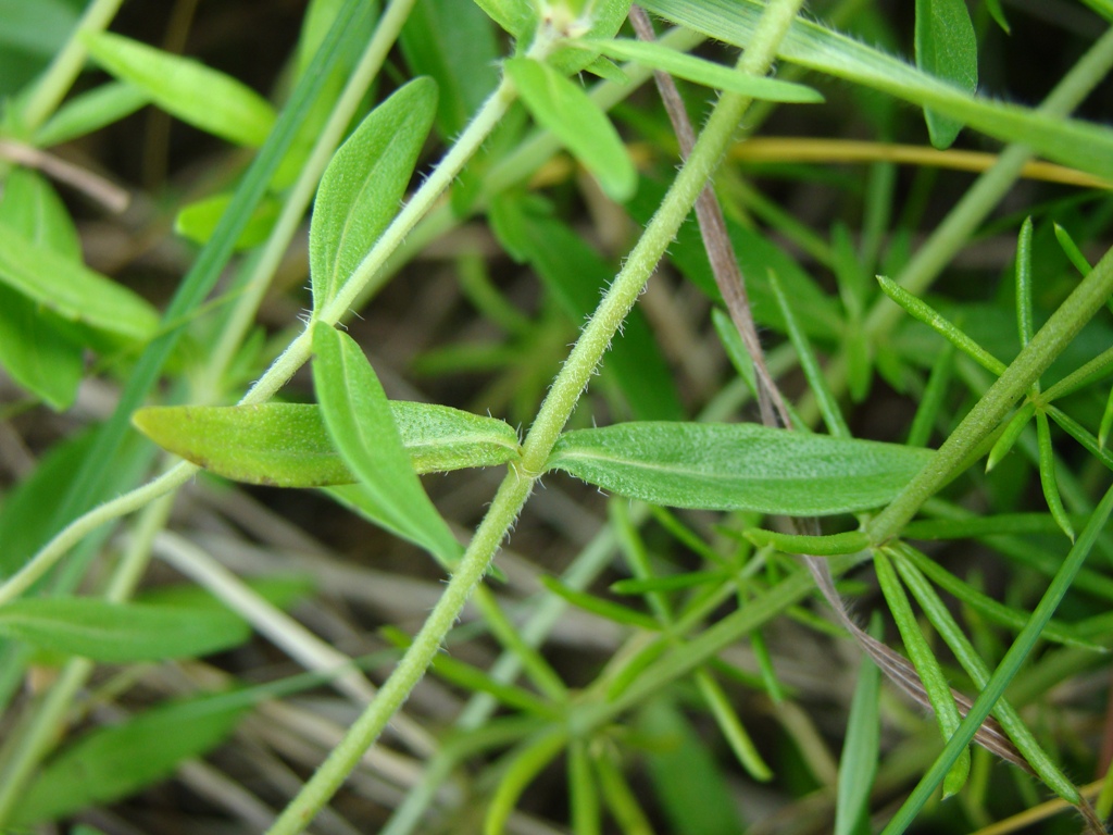 Изображение особи Thymus marschallianus.