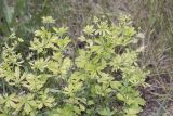 Potentilla heidenreichii. Цветущее хлорозное растение. Саратов, Октябрьское ущелье. 02.07.2016.