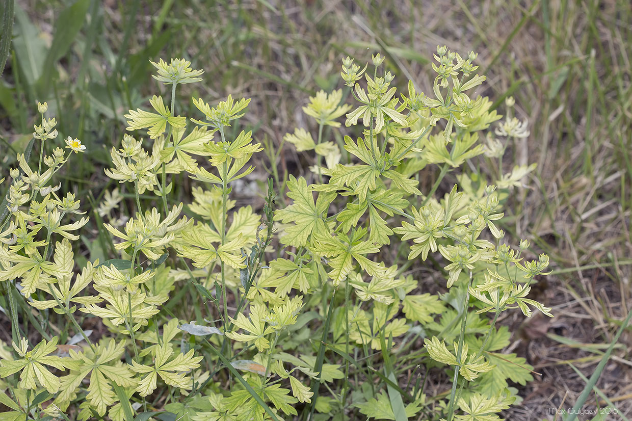 Image of Potentilla heidenreichii specimen.