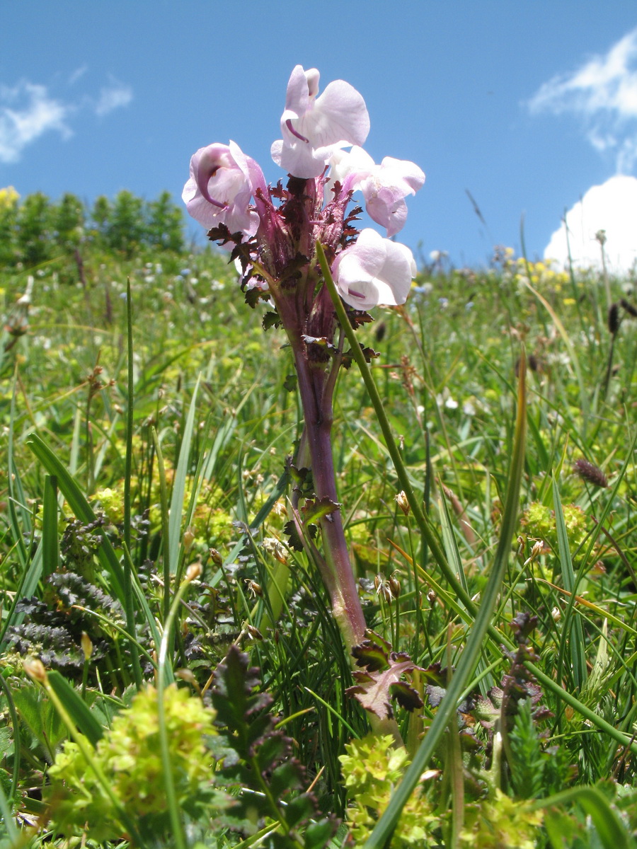 Изображение особи Pedicularis rhinanthoides.