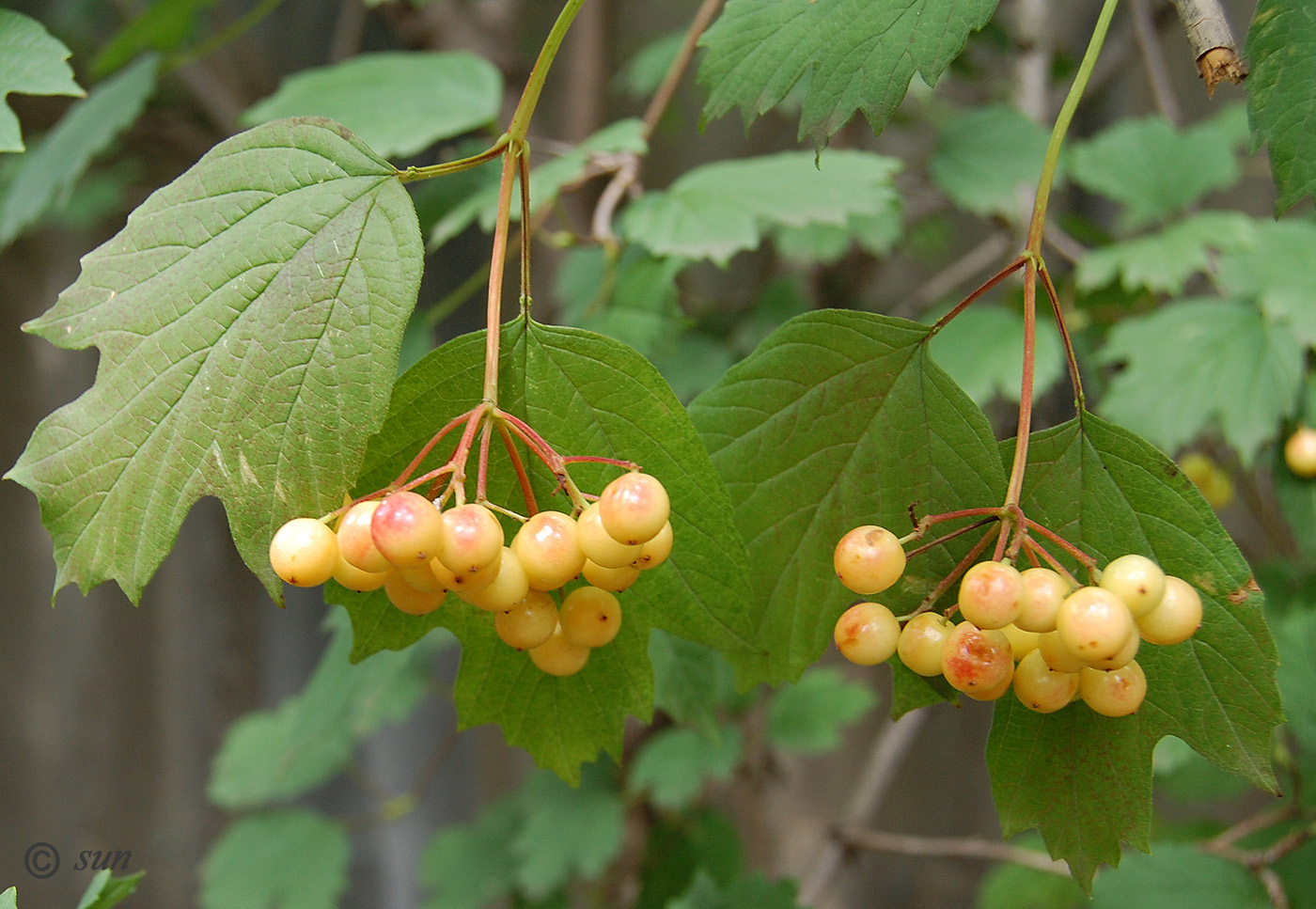 Image of Viburnum opulus specimen.