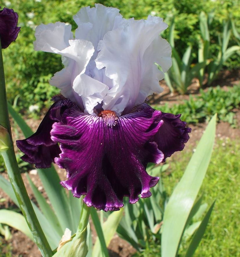 Image of Iris &times; hybrida specimen.