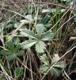 Potentilla argentea