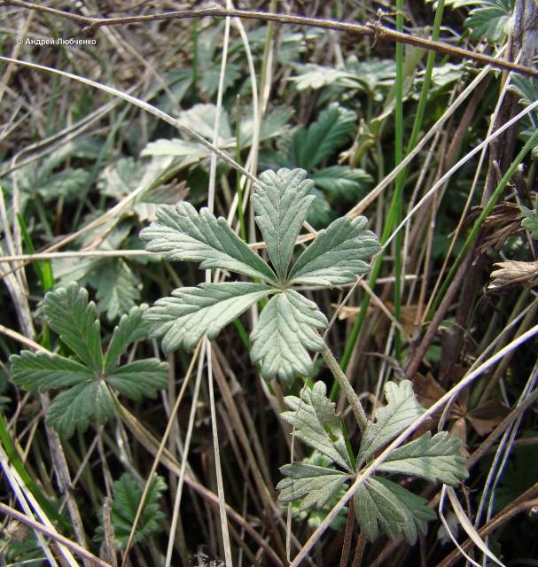 Изображение особи Potentilla argentea.