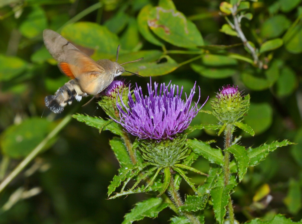 Image of Cirsium vlassovianum specimen.