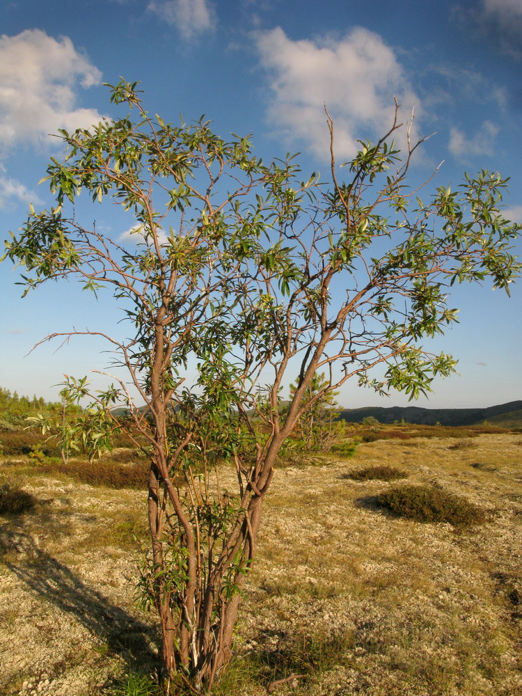 Изображение особи Salix sajanensis.