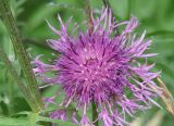 Centaurea scabiosa. Соцветие. Иркутская обл., окр. Иркутска. 02.07.2016.