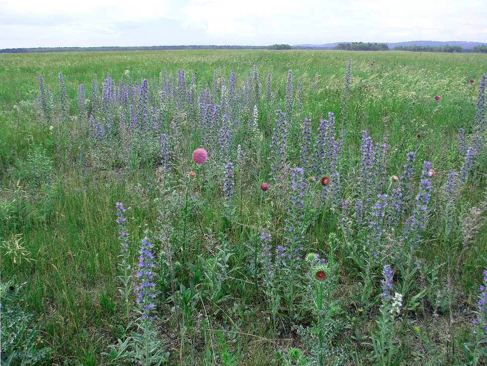 Изображение особи Echium vulgare.