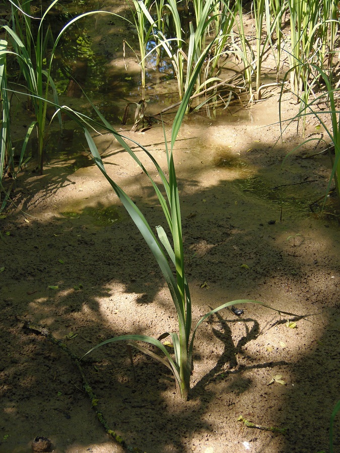 Image of Carex riparia specimen.