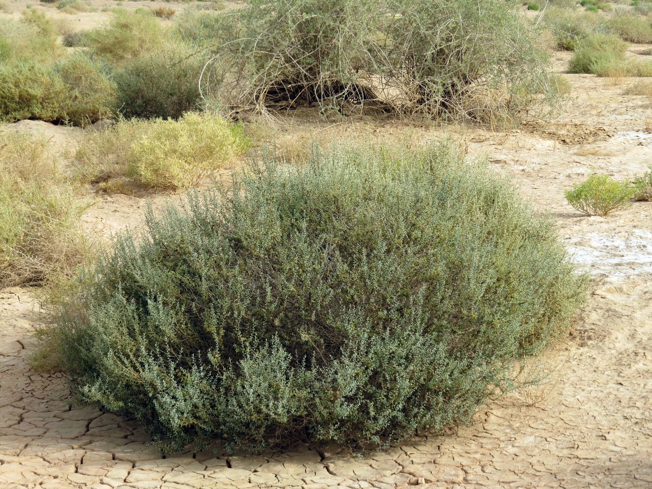 Изображение особи Suaeda vermiculata.