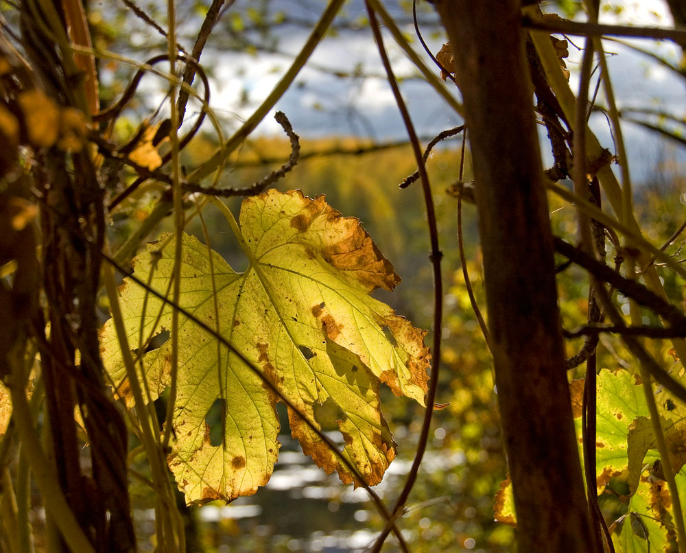 Image of Humulus lupulus specimen.