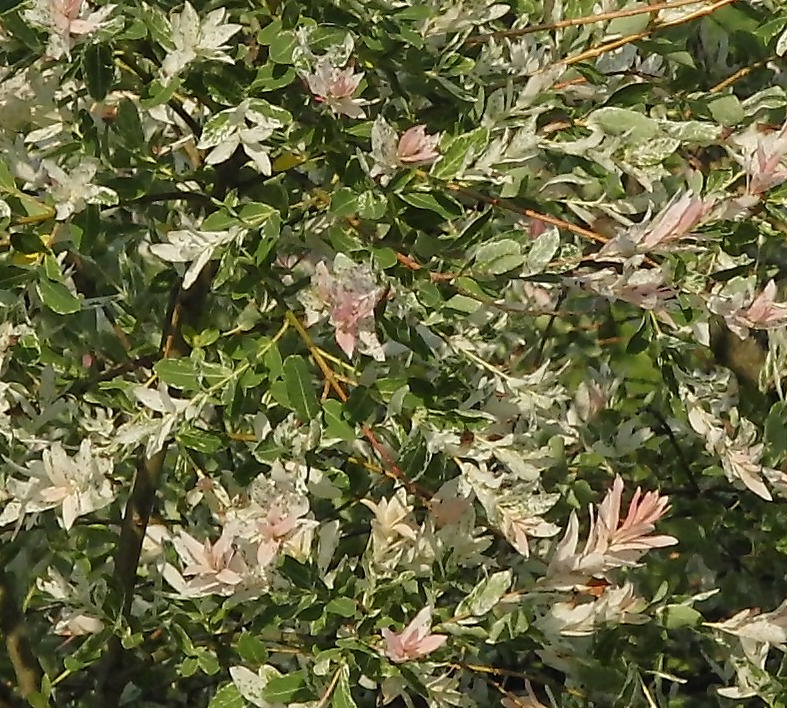 Image of Salix integra specimen.