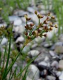 Juncus articulatus