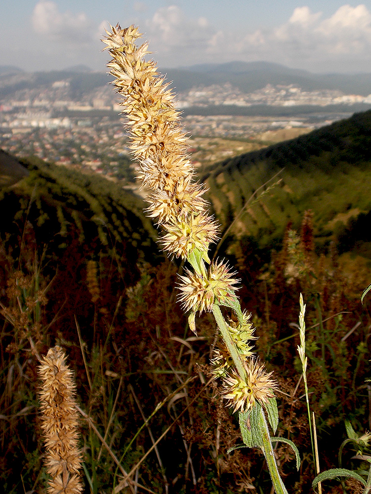 Image of Stachys atherocalyx specimen.