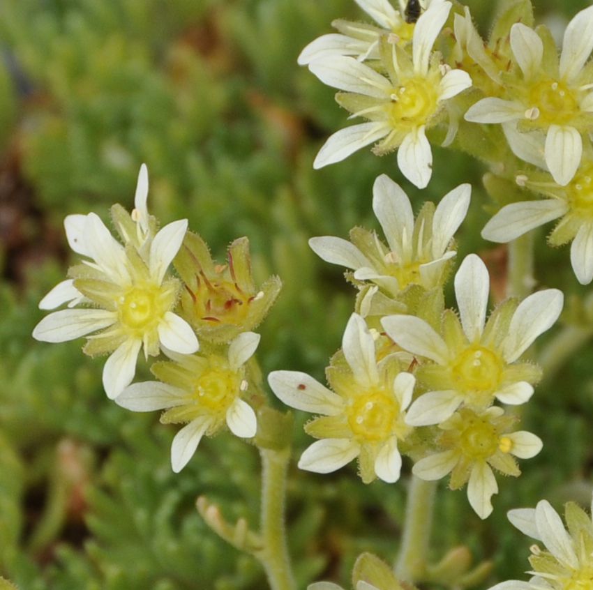 Image of Saxifraga moschata specimen.