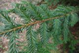 View full-size image genus Taxus