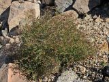 Fagonia laevis. Цветущее растение. США, Калифорния, Joshua Tree National Park, пустыня Колорадо. 01.03.2017.