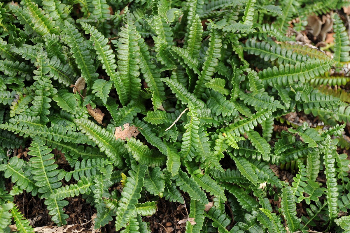 Image of Blechnum penna-marina specimen.