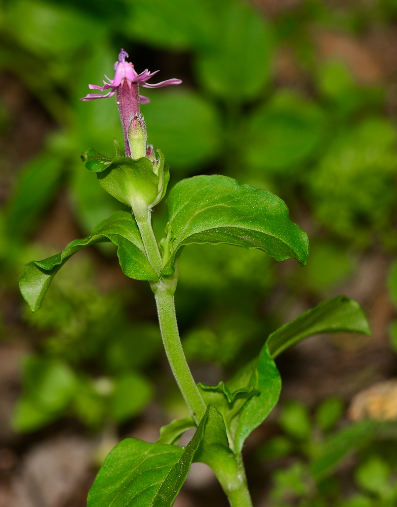 Image of Silene aegyptiaca specimen.