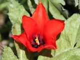 Tulipa fosteriana