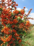 Pyracantha coccinea