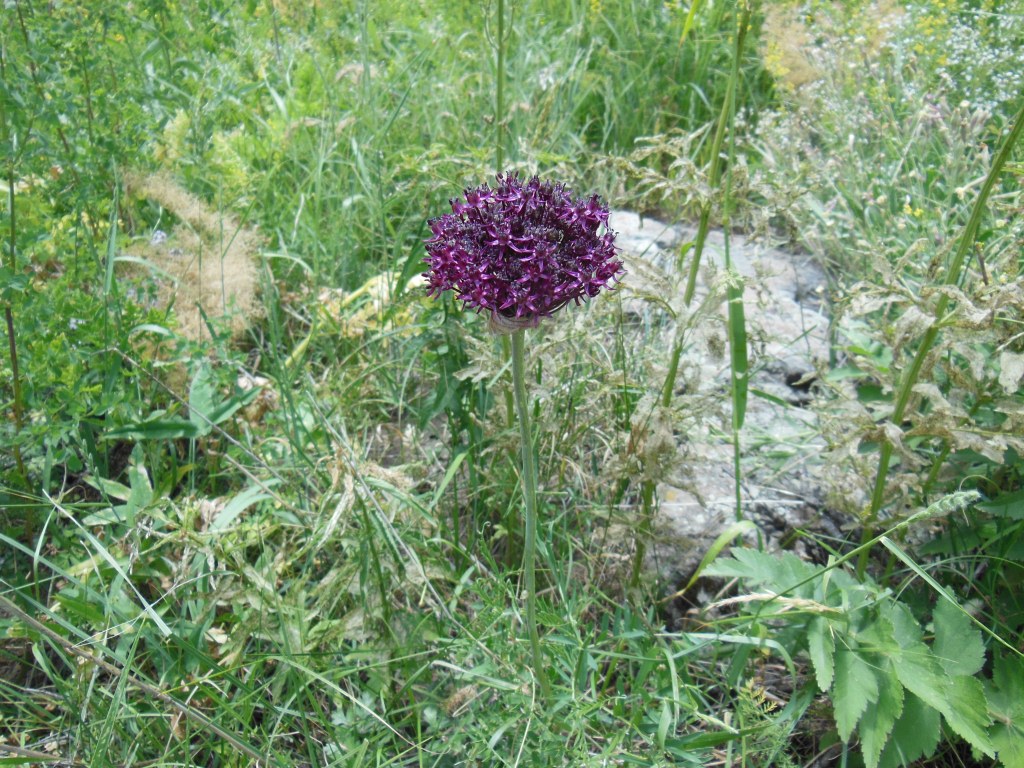 Image of Allium mariae specimen.