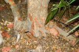 Coccoloba uvifera. Основание старого дерева. Израиль, впадина Мёртвого моря, киббуц Эйн-Геди. 26.04.2017.