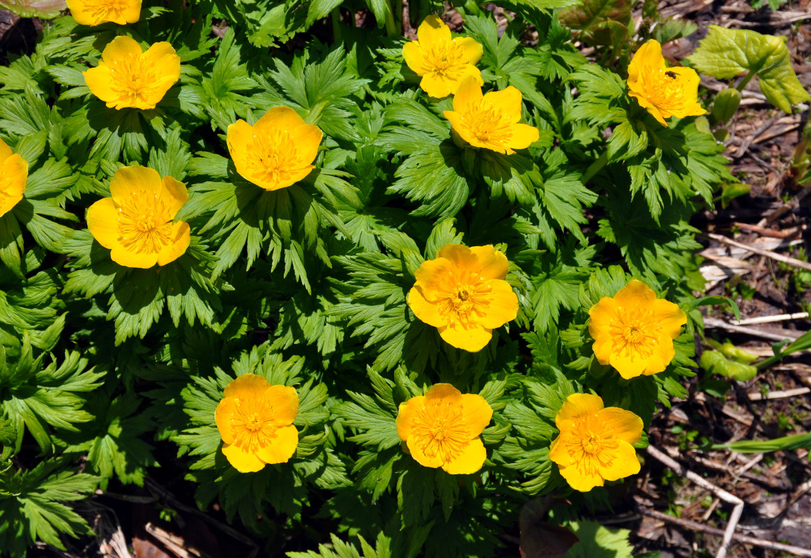 Image of Trollius ranunculinus specimen.