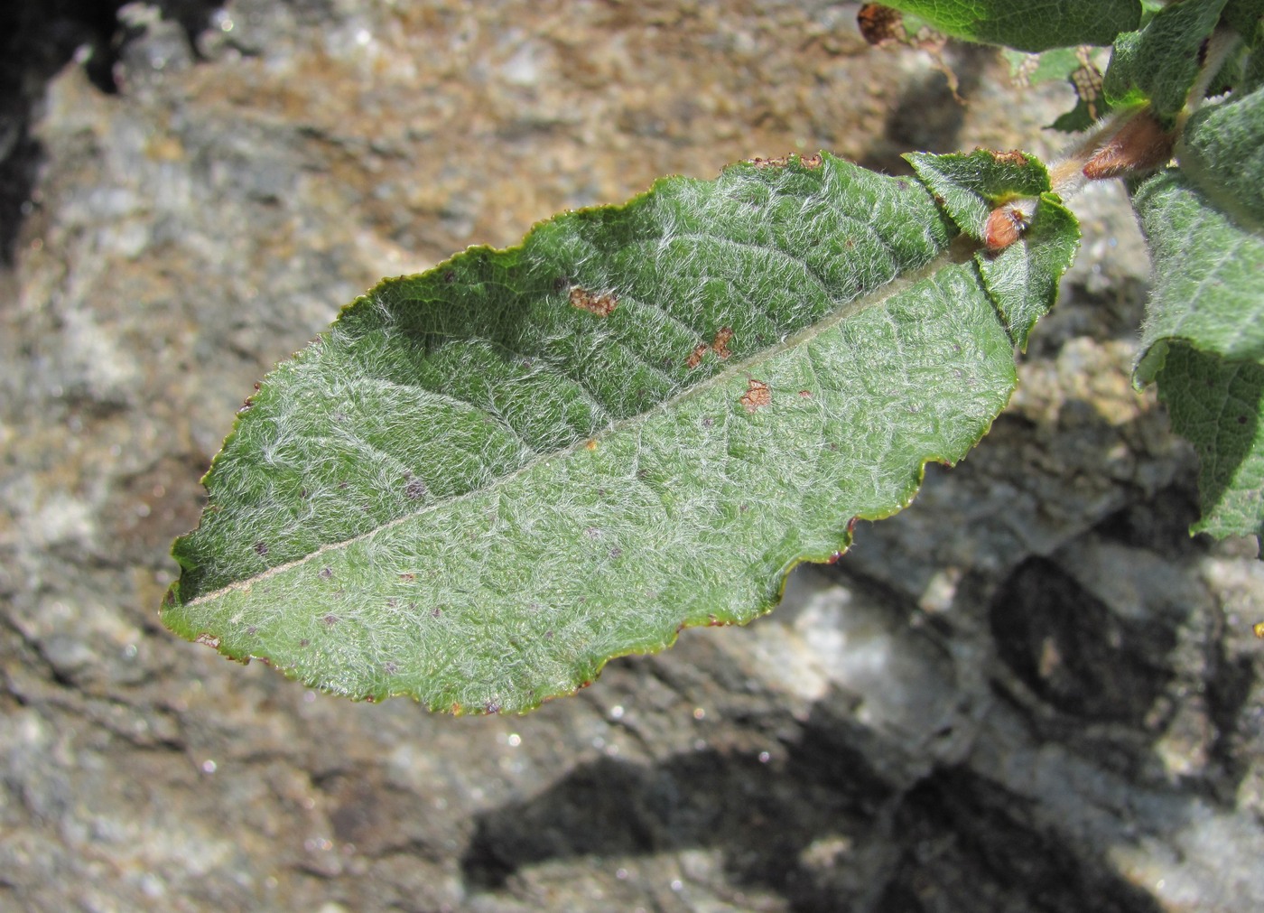 Image of genus Salix specimen.