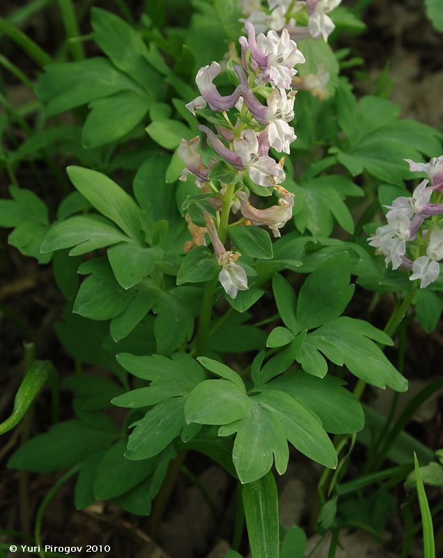 Изображение особи Corydalis marschalliana.