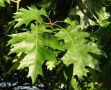 Quercus rubra. Листья. Испания, автономное сообщество Галисия, провинция Понтеведра, г. Виго, озеленение. Июль.