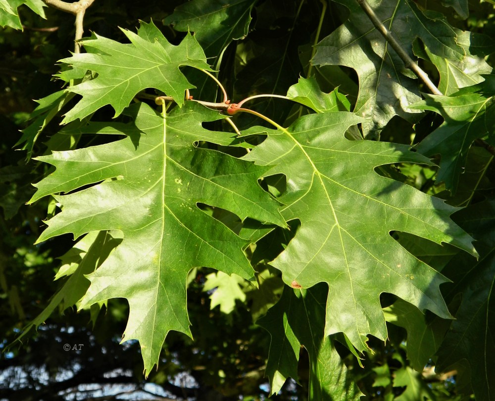 Image of Quercus rubra specimen.