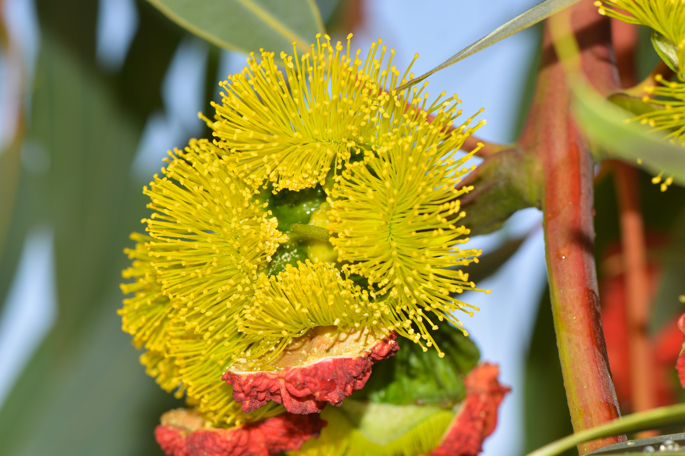 Image of Eucalyptus erythrocorys specimen.