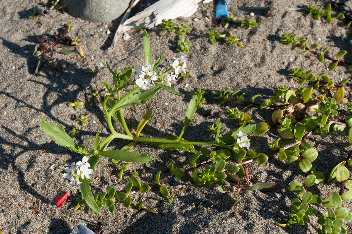 Image of Cakile lapponica specimen.