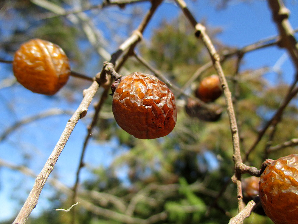 Image of Sapindus saponaria specimen.