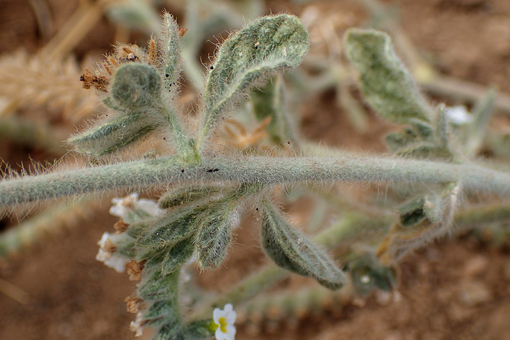 Image of Heliotropium hirsutissimum specimen.