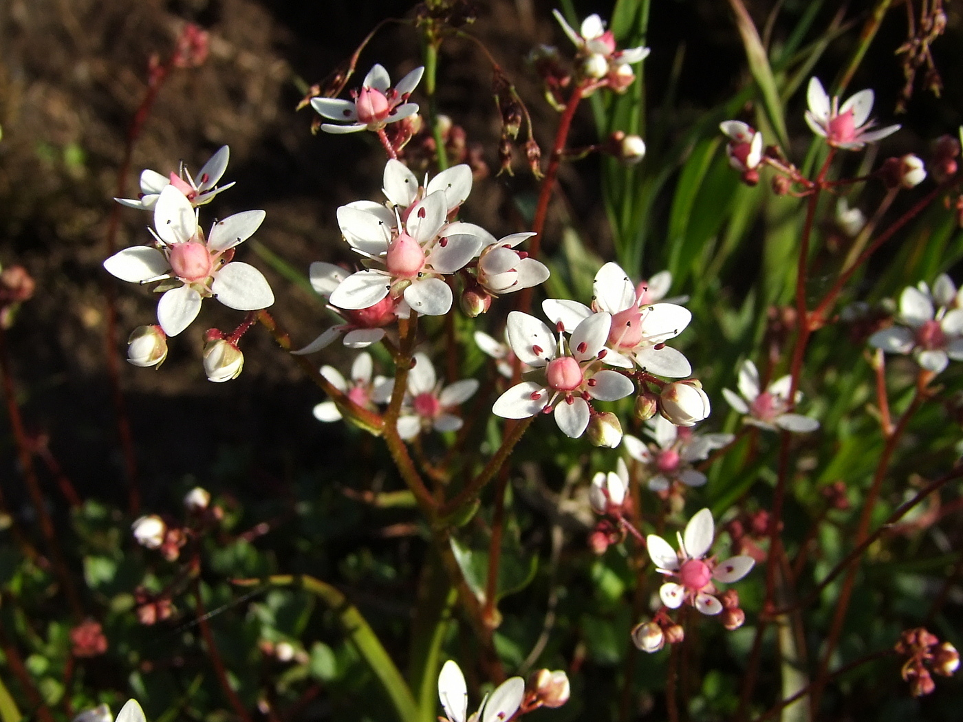 Изображение особи Micranthes nudicaulis.