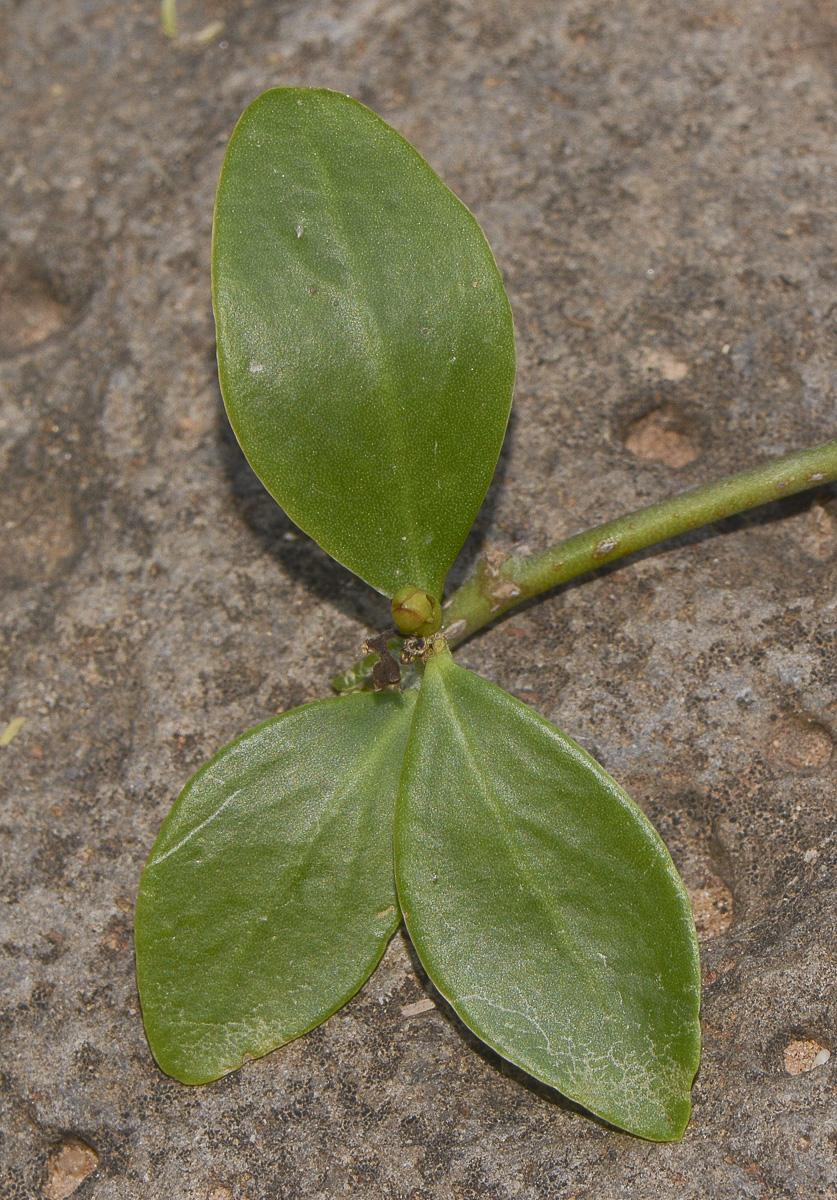 Image of genus Pereskia specimen.