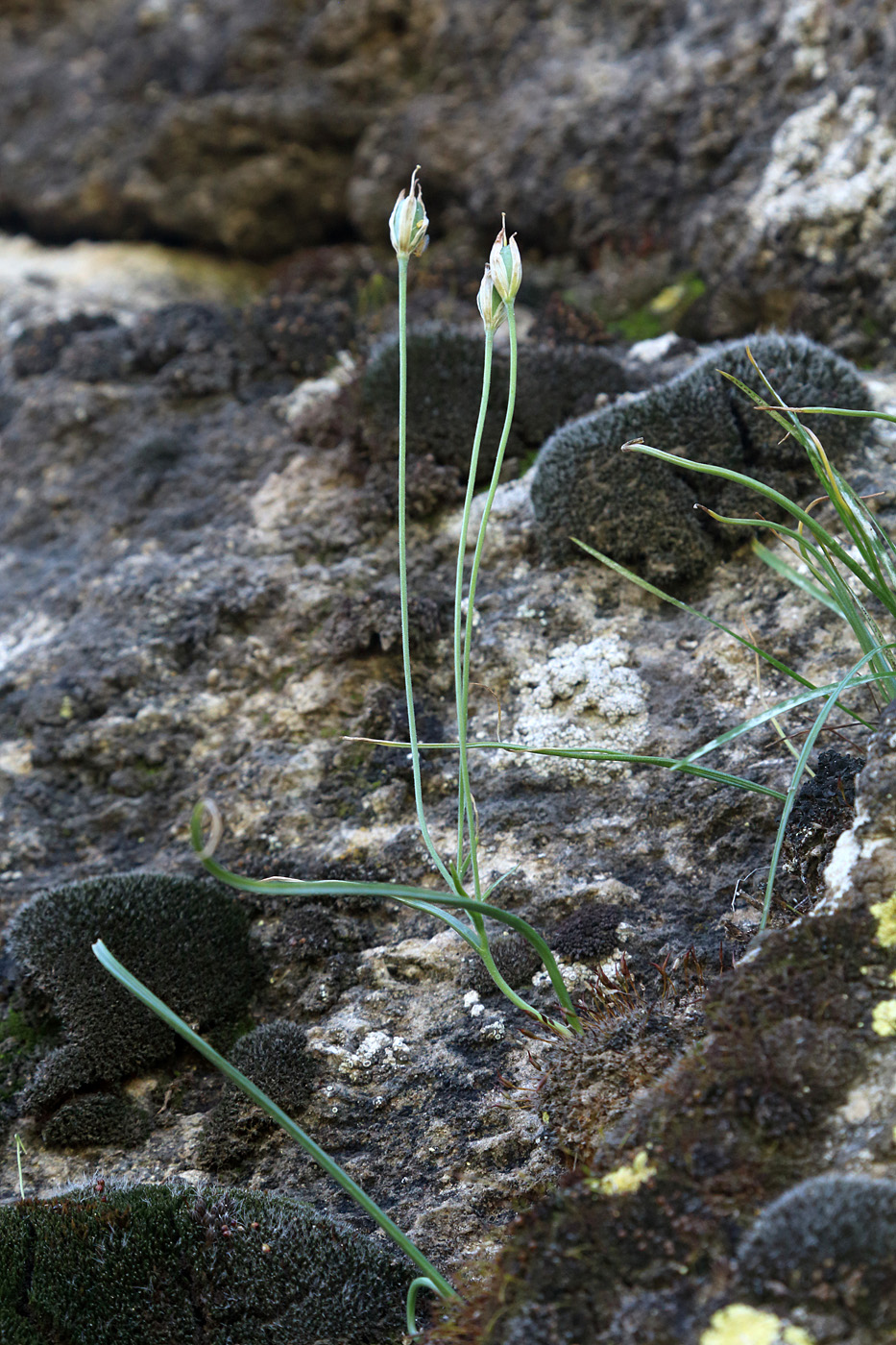 Image of Gagea calantha specimen.