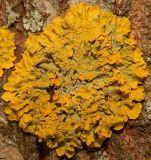 Xanthoria parietina. Таллом с апотециями на стволе Betula pendula. Подмосковье, окр. г. Одинцово, берёзовая роща. Март 2018 г.