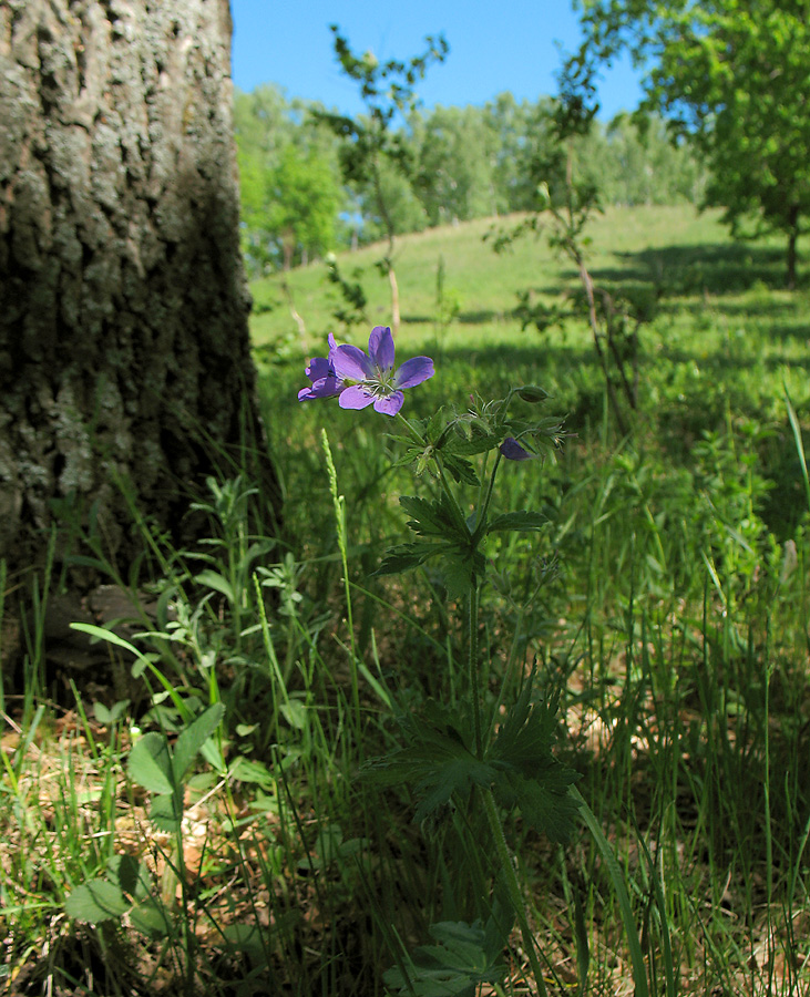 Image of Geranium pratense specimen.