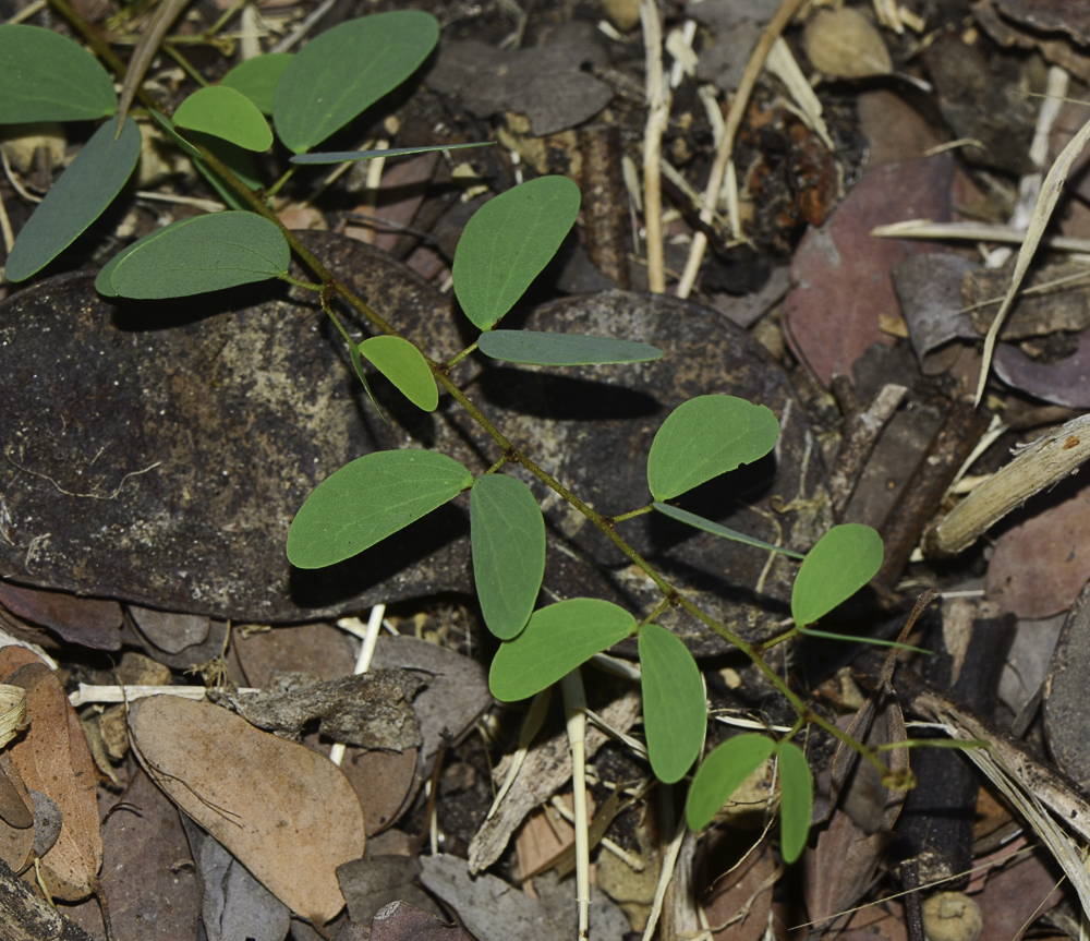 Изображение особи Lysiphyllum gilvum.