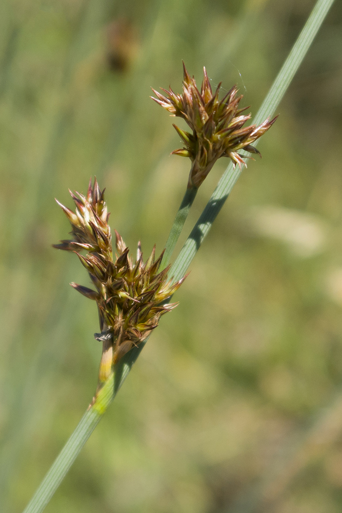 Изображение особи Juncus inflexus.