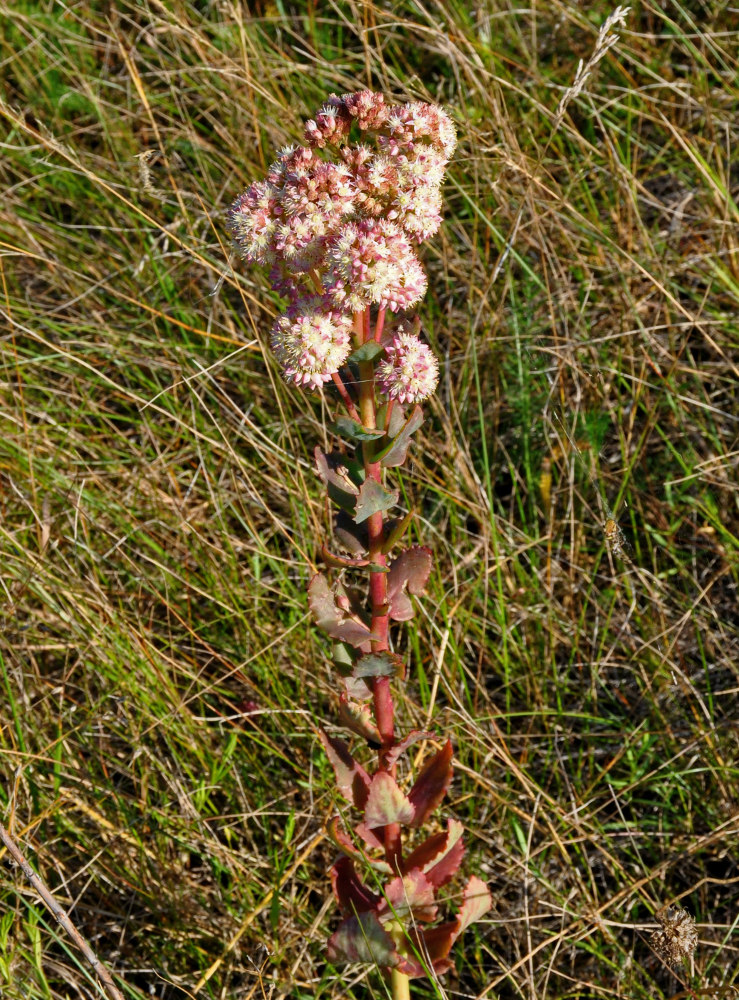 Image of Hylotelephium maximum specimen.