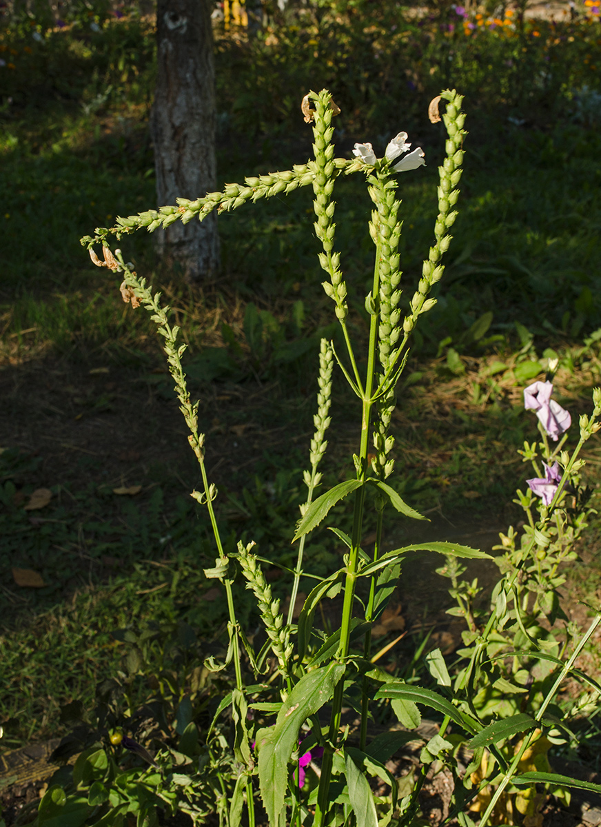 Image of Physostegia virginiana specimen.