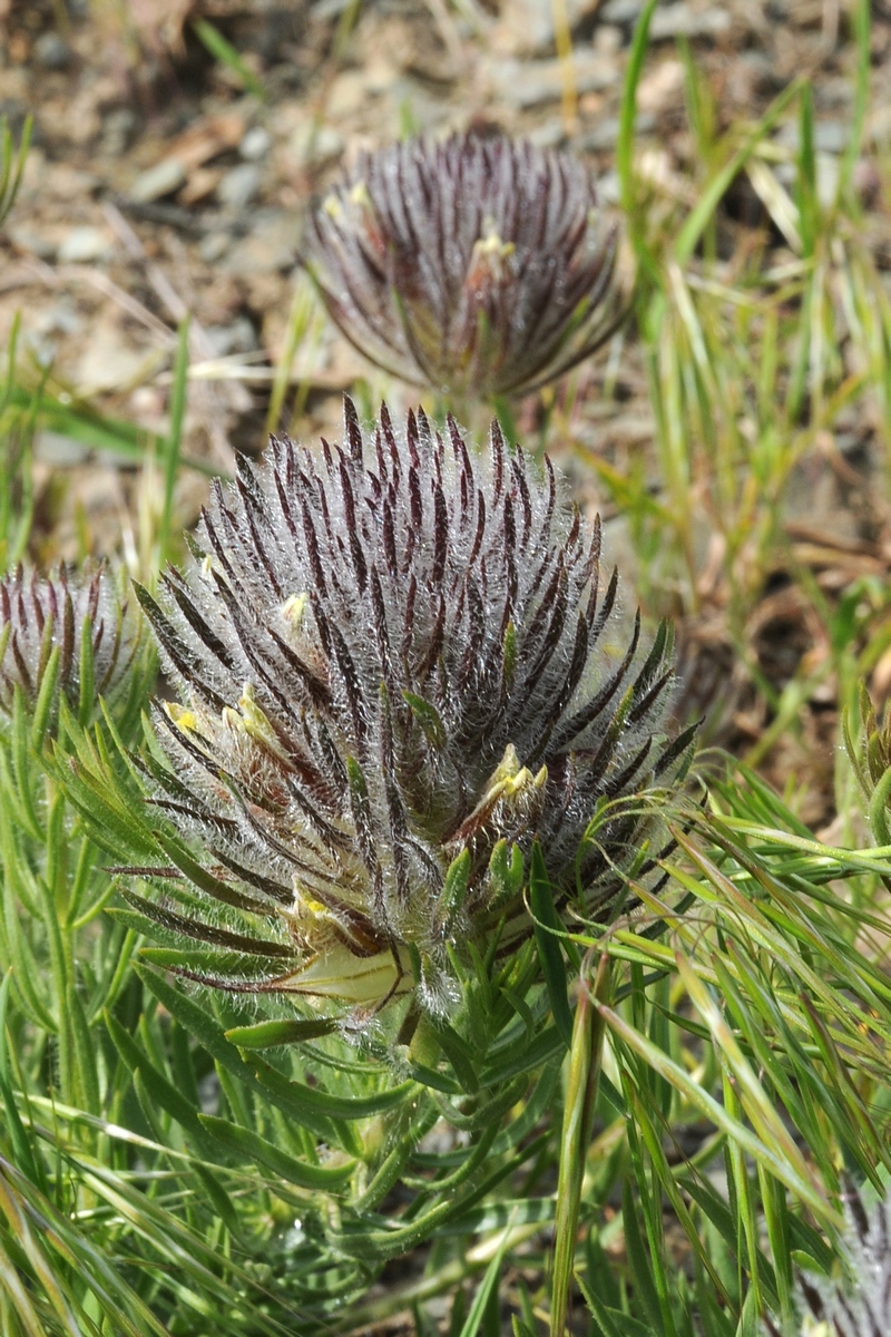 Image of Bungea vesiculifera specimen.