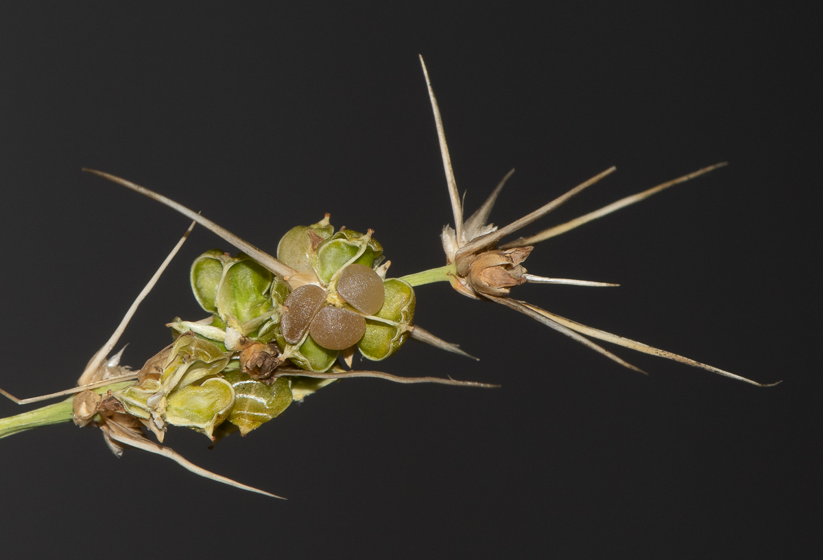 Image of Lomandra longifolia specimen.