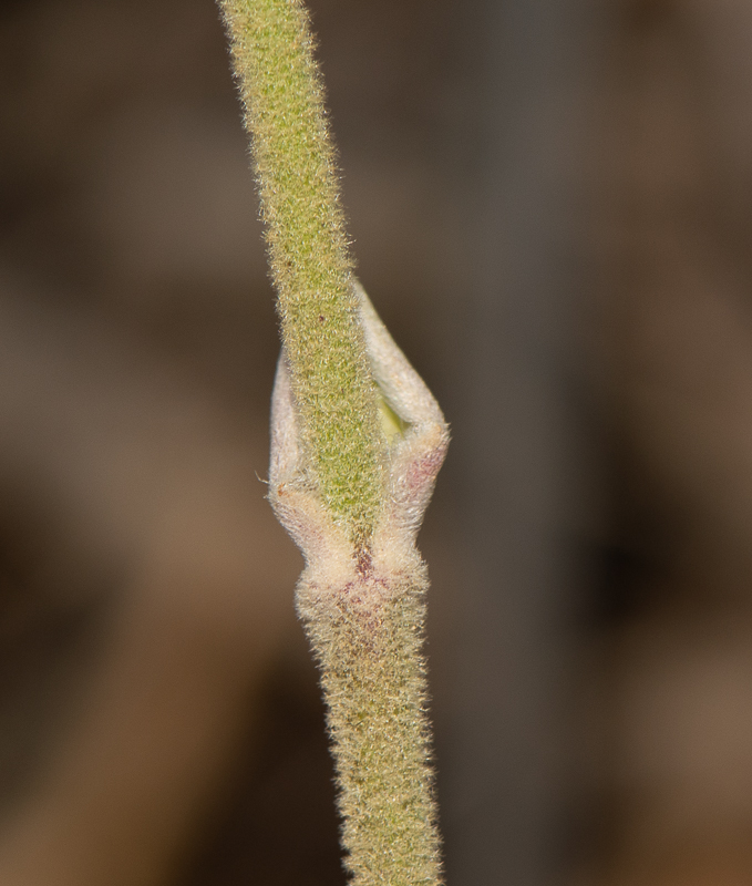 Изображение особи Conostylis candicans.